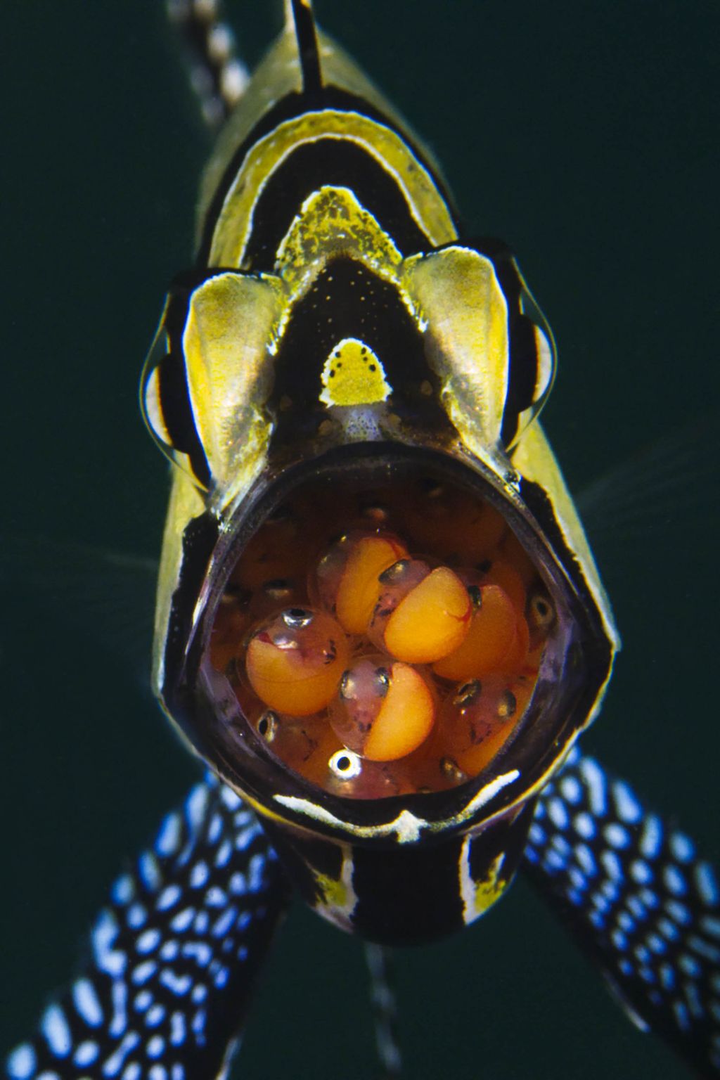 poisson